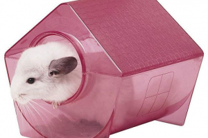 Як обладнати будинок для шиншили? Як обладнати будинок для шиншили?